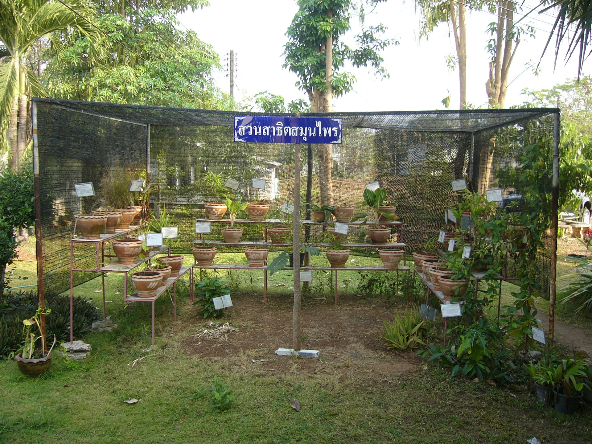 Rows of medicinal herbs in a cultivated garden