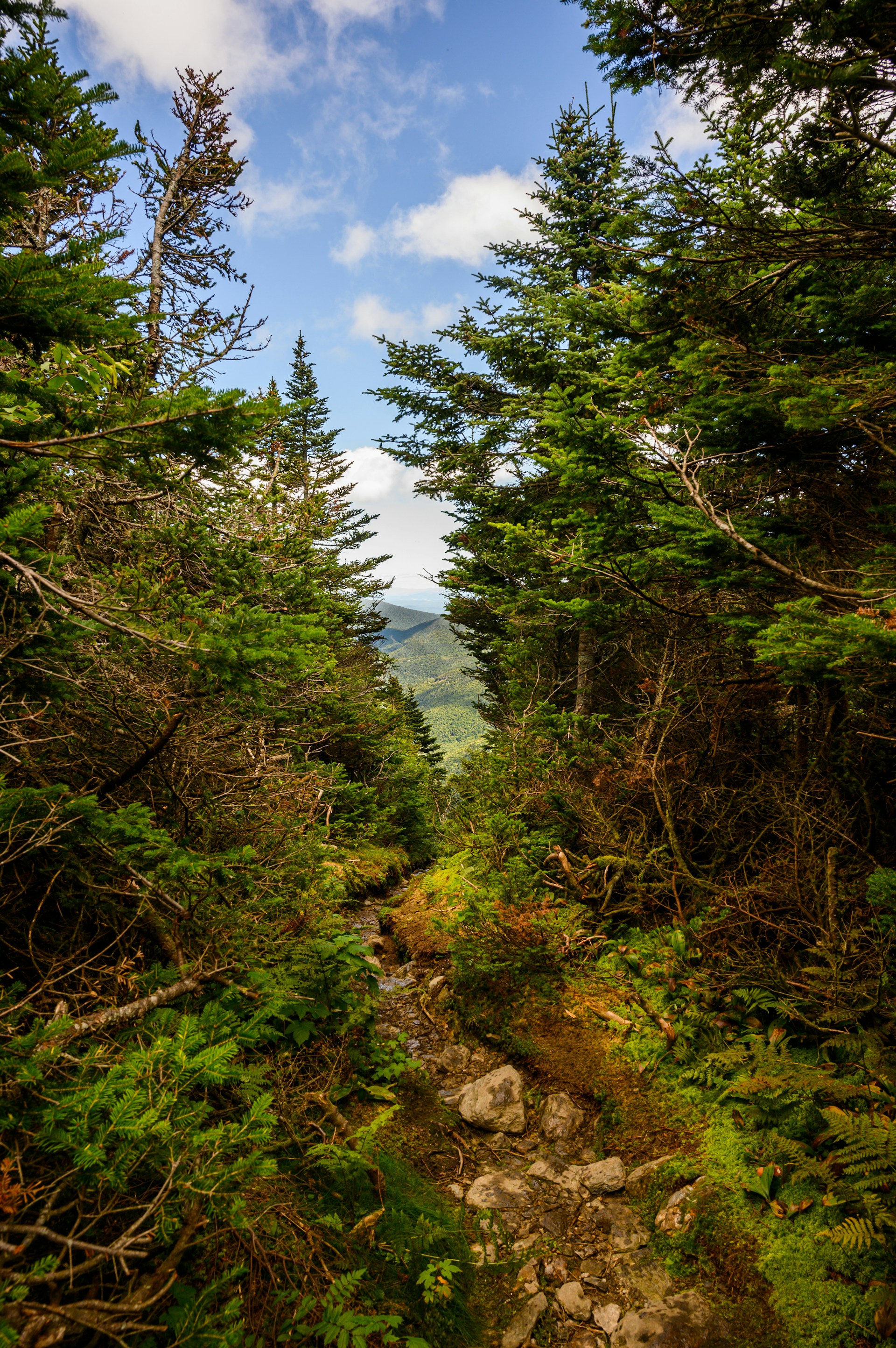 Green mountains and forested slopes in Vermont